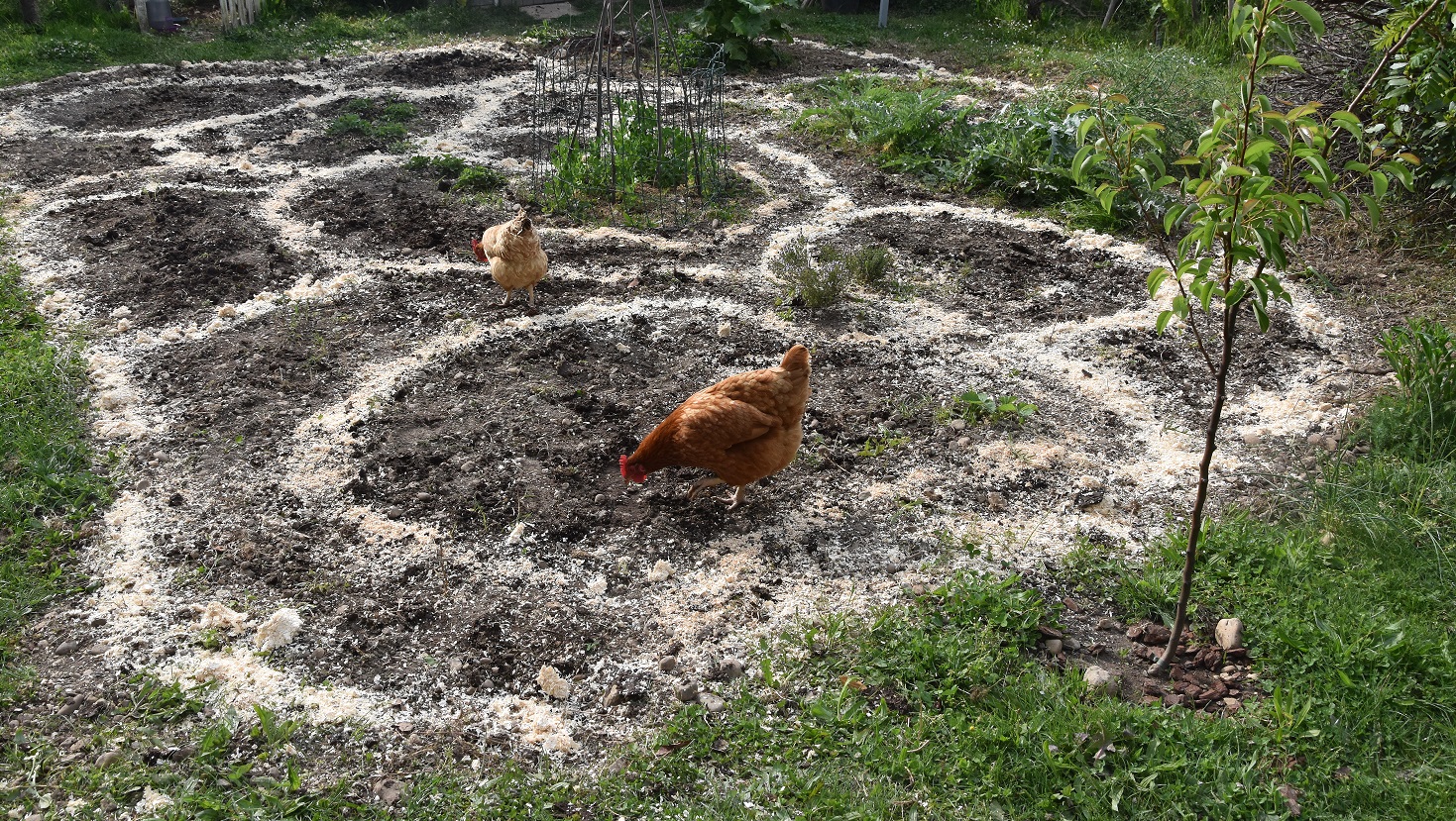 Mon jardin préparé en Médecine Symbolique